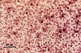 3 - Cellule corticali pigmentate ed utricoli